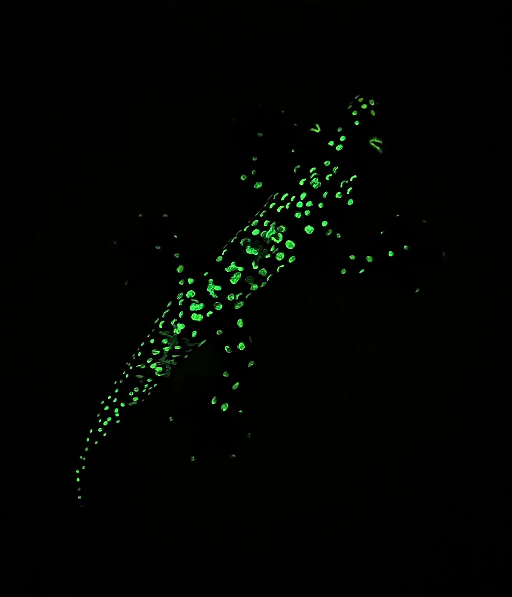 Papier M&acirc;ch&eacute; Gecko by night